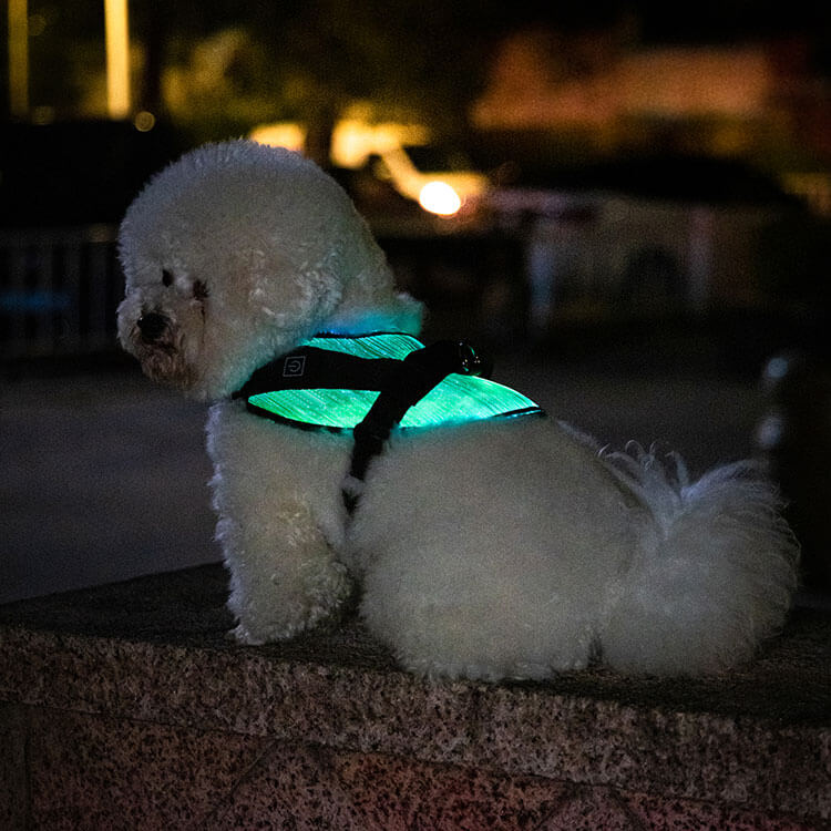 LED Sicherheitsgeschirr für kleine Hunde und Welpen