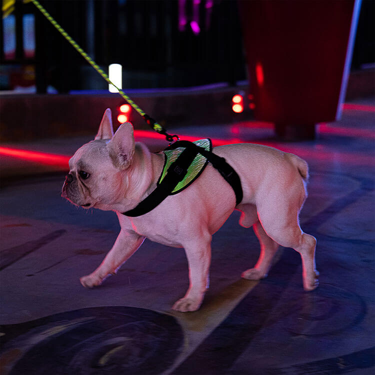 LED Sicherheitsgeschirr für kleine Hunde und Welpen