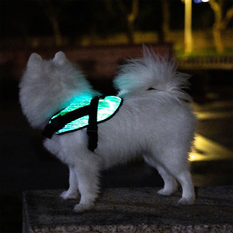 LED Sicherheitsgeschirr für kleine Hunde und Welpen