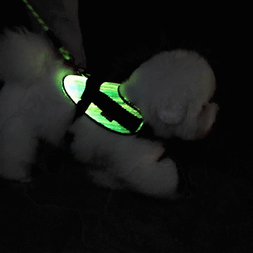 LED Sicherheitsgeschirr für kleine Hunde und Welpen