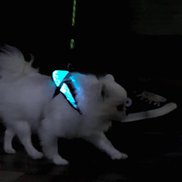 LED Sicherheitsgeschirr für kleine Hunde und Welpen