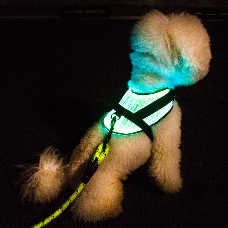 LED Sicherheitsgeschirr für kleine Hunde und Welpen