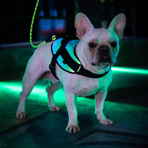 Leuchtendes LED Sicherheitsgeschirr für kleine Hunde und Welpen