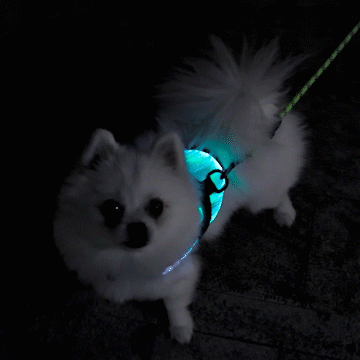 LED Sicherheitsgeschirr für kleine Hunde und Welpen